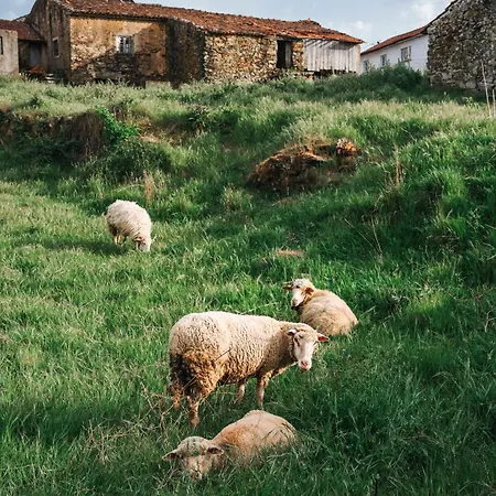 Εξοχικό σπίτι Alojamentos Turisticos Sao Torcato Moradal Turismo Espaco Rural *